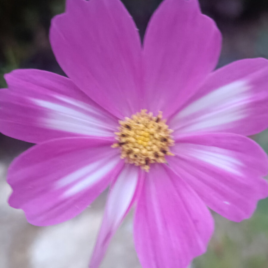 femme_lily