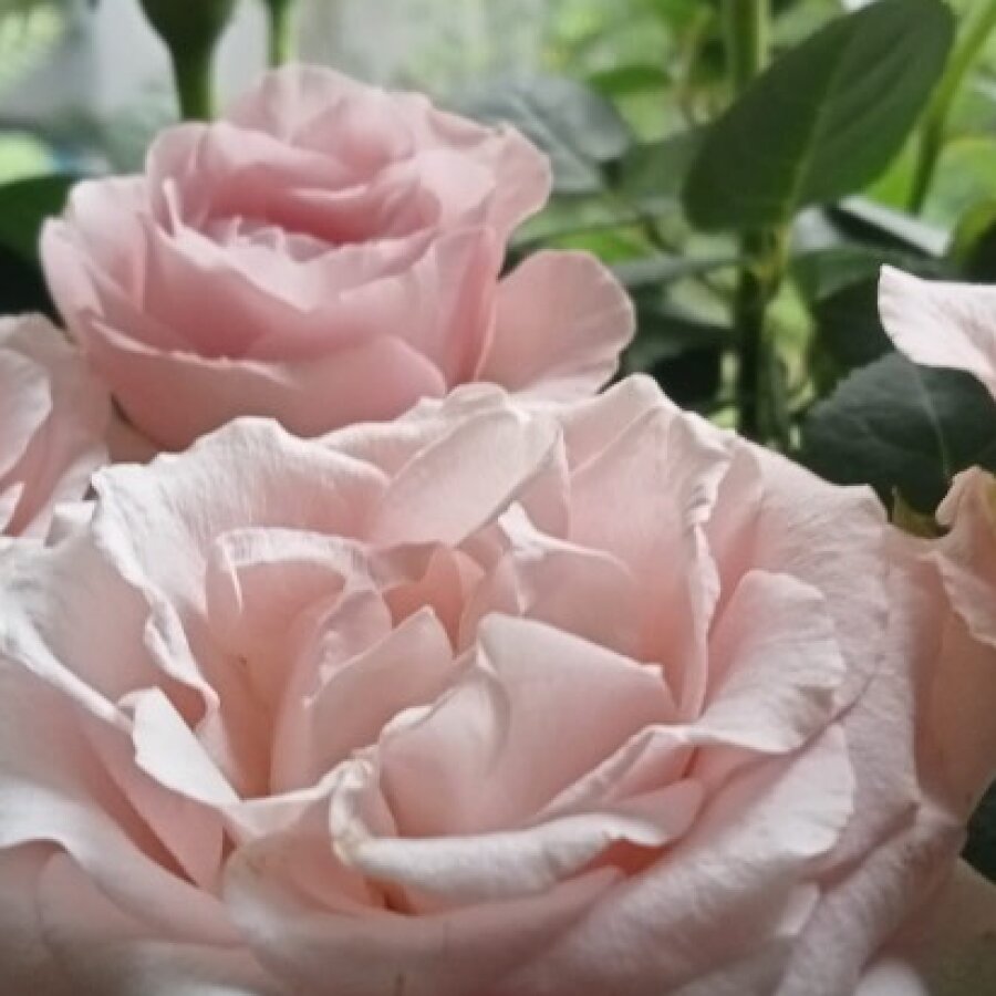 rose114 – 4Based Creator